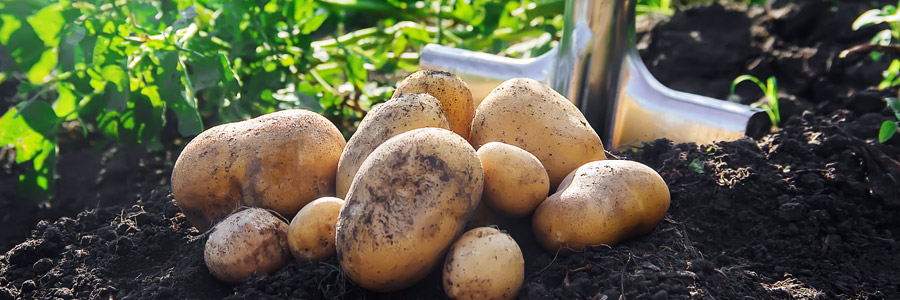 Grow it yourself: Potato