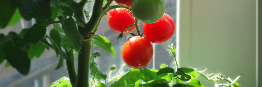 Grow it yourself: Tomatoes